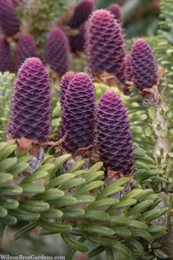 Horstmann's Silberlocke Korean Fir - 2 Gallon Pot -Plant Promotion Store abies koreana hortmanns silberlocke korean fir 3