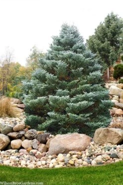 Horstmann's Silberlocke Korean Fir - 2 Gallon Pot -Plant Promotion Store abies koreana hortmanns silberlocke korean fir 6