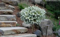 Ice Breaker Korean Fir (Single Trunk Topiary) - 3 Gallon Pot -Plant Promotion Store abies koreana kouhouts ice breaker korean fir 2 1