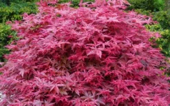 'Beni Maiko' Red Dancing Girl Japanese Maple - 2 Gallon Pot -Plant Promotion Store acer palmatum beni maiko japanese maple 2