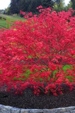 'Beni Maiko' Red Dancing Girl Japanese Maple - 5 Gallon Pot