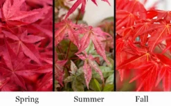 'Beni Maiko' Red Dancing Girl Japanese Maple - 2 Gallon Pot -Plant Promotion Store acer palmatum beni maiko japanese maple 5