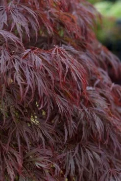 Crimson Queen Dwarf Japanese Maple (High Graft Tree Form) - 2 Gallon Pot -Plant Promotion Store acer palmatum dissectum crimson queen leaves