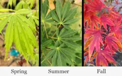 Fascination Japanese Maple - 3 Gallon Pot -Plant Promotion Store acer palmatum fascination japanese maple foliage colors 15