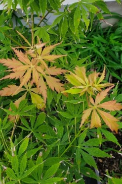 Fascination Japanese Maple - 3 Gallon Pot -Plant Promotion Store acer palmatum fascination japanese maple summer color 1