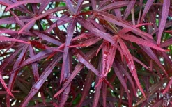 Ribbon Leaf Japanese Maple (Acer Palmatum 'Atrolineare') - 3 Gallon Pot -Plant Promotion Store acer palmatum filifera purpurea 3