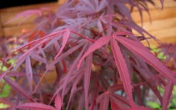 Ribbon Leaf Japanese Maple (Acer Palmatum 'Atrolineare') - 3 Gallon Pot -Plant Promotion Store acer palmatum filifera purpurea 4