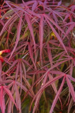 Ribbon Leaf Japanese Maple (Acer Palmatum 'Atrolineare') - 3 Gallon Pot -Plant Promotion Store acer palmatum filifera purpurea 5