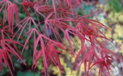 Ribbon Leaf Japanese Maple (Acer Palmatum 'Atrolineare') - 3 Gallon Pot -Plant Promotion Store acer palmatum filifera purpurea 6