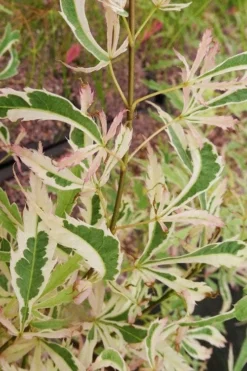 Hana Tsukasa Japanese Maple - 3 Gallon Pot (4-5') -Plant Promotion Store acer palmatum hana tsukasa japanese maple 3