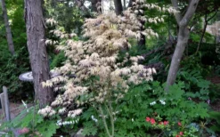 Hana Tsukasa Japanese Maple - 3 Gallon Pot (4-5') -Plant Promotion Store acer palmatum hana tsukasa japanese maple 7