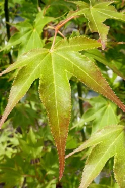 Hogyoku Japanese Maple - 1 Gallon Pot 12 Hogyoku Japanese Maple - 1 Gallon Pot -Plant Promotion Store acer palmatum hogyoku japanese maple 5