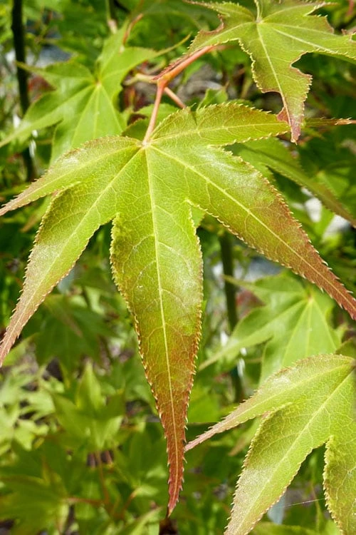 Hogyoku Japanese Maple - 1 Gallon Pot 6 Hogyoku Japanese Maple - 1 Gallon Pot - Image 6