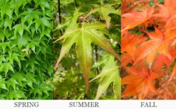 Hogyoku Japanese Maple - 1 Gallon Pot 10 Hogyoku Japanese Maple - 1 Gallon Pot -Plant Promotion Store acer palmatum hogyoku japanese maple 6