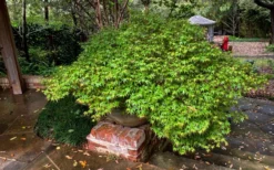 Kiyohime Spreading Japanese Maple - 1 Gallon Pot -Plant Promotion Store acer palmatum kiyohime dwarf japanese maple 11