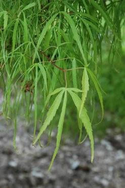 Koto No Ito Japanese Maple - 1 Gallon Pot -Plant Promotion Store acer palmatum koto no ito japanese maple 10