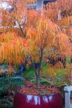 Koto No Ito Japanese Maple - 1 Gallon Pot -Plant Promotion Store acer palmatum koto no ito japanese maple 14