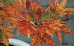 Kumoi Nishiki Japanese Full Moon Maple - 2 Gallon Pot -Plant Promotion Store acer palmatum kumoi nishiki 12