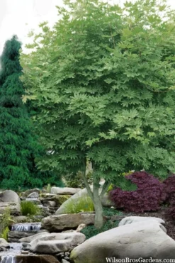Kumoi Nishiki Japanese Full Moon Maple - 2 Gallon Pot -Plant Promotion Store acer palmatum kumoi nishiki japanese maple 3