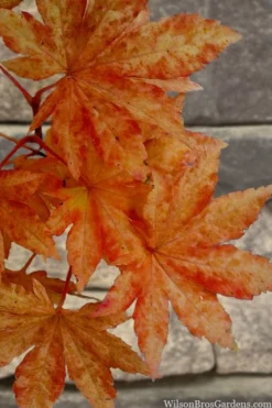 Kumoi Nishiki Japanese Full Moon Maple - 2 Gallon Pot -Plant Promotion Store acer palmatum kumoi nishiki japanese maple 7