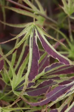 Manyo No Sato Purple Leaf Japanese Maple - 3 Gallon Pot (2-3') -Plant Promotion Store acer palmatum manyo no sato japanese maple 6
