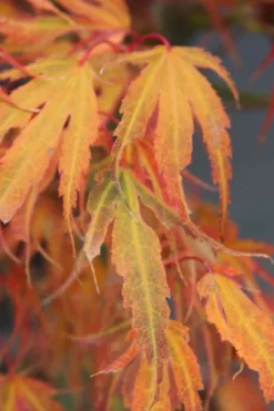 Manyo No Sato Purple Leaf Japanese Maple - 3 Gallon Pot (2-3') -Plant Promotion Store acer palmatum manyo no sato japanese maple 7