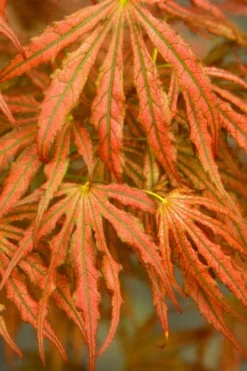 Crescent Moon Japanese Maple (Acer Palmatum 'Mikazuki') - 1 Gallon Pot -Plant Promotion Store acer palmatum mikazuki japanese maple 4