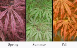 Crescent Moon Japanese Maple (Acer Palmatum 'Mikazuki') - 1 Gallon Pot -Plant Promotion Store acer palmatum mikazuki japanese maple 5