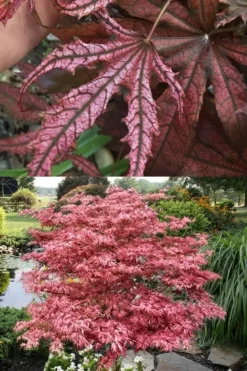 Crescent Moon Japanese Maple (Acer Palmatum 'Mikazuki') - 1 Gallon Pot -Plant Promotion Store acer palmatum mikazuki japanese maple 8