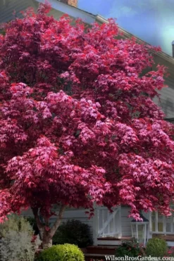 Moonfire Japanese Maple - 5 Gallon Pot
