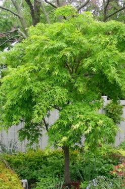 Pine Bark Japanese Maple (Acer Palmatum 'Nishiki Gawa) - 5 Gallon Pot -Plant Promotion Store acer palmatum nishiki gawa pine bark japanese maple 3