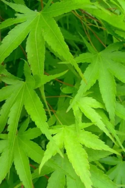 Pine Bark Japanese Maple (Acer Palmatum 'Nishiki Gawa) - 5 Gallon Pot -Plant Promotion Store acer palmatum nishiki gawa pine bark japanese maple 4