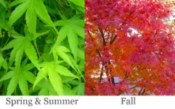 Pine Bark Japanese Maple (Acer Palmatum 'Nishiki Gawa) - 5 Gallon Pot -Plant Promotion Store acer palmatum nishiki gawa pine bark japanese maple 6