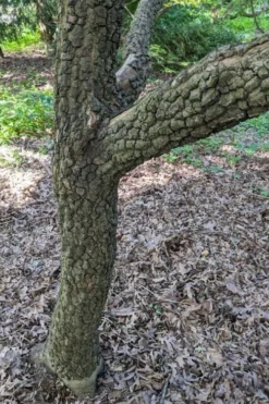 Pine Bark Japanese Maple (Acer Palmatum 'Nishiki Gawa) - 5 Gallon Pot -Plant Promotion Store acer palmatum nishiki gawa pine bark japanese maple 8