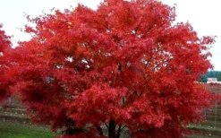 Pine Bark Japanese Maple (Acer Palmatum 'Nishiki Gawa) - 5 Gallon Pot -Plant Promotion Store acer palmatum nishiki gawa pine bark japanese maple 9