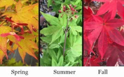 Omato Japanese Maple - 2 Gallon Pot -Plant Promotion Store acer palmatum omato japanese maple 10