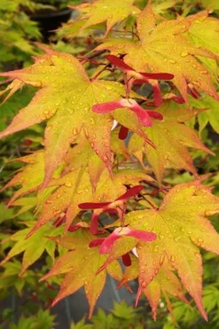 Omato Japanese Maple - 2 Gallon Pot -Plant Promotion Store acer palmatum omato japanese maple 11