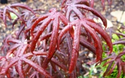Peve's Starfish Japanese Maple - 7 Gallon Pot (7-8' HT) -Plant Promotion Store acer palmatum peves starfish japanese maple 10