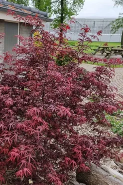 Peve's Starfish Japanese Maple - 7 Gallon Pot (7-8' HT) -Plant Promotion Store acer palmatum peves starfish japanese maple 12