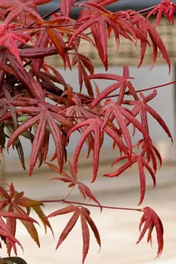 Peve's Starfish Japanese Maple - 7 Gallon Pot (7-8' HT) -Plant Promotion Store acer palmatum peves starfish japanese maple 13