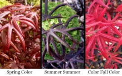 Peve's Starfish Japanese Maple - 7 Gallon Pot (7-8' HT) -Plant Promotion Store acer palmatum peves starfish japanese maple 2