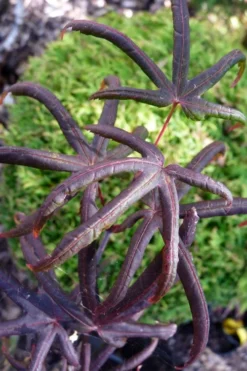 Peve's Starfish Japanese Maple - 7 Gallon Pot (7-8' HT) -Plant Promotion Store acer palmatum peves starfish japanese maple 3