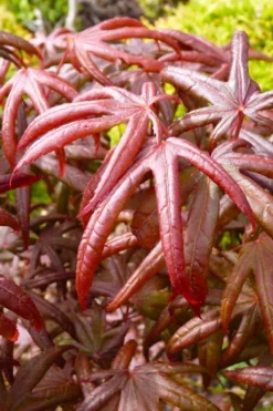 Peve's Starfish Japanese Maple - 7 Gallon Pot (7-8' HT) -Plant Promotion Store acer palmatum peves starfish japanese maple 4