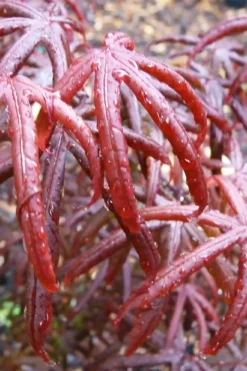 Peve's Starfish Japanese Maple - 7 Gallon Pot (7-8' HT) -Plant Promotion Store acer palmatum peves starfish japanese maple 9