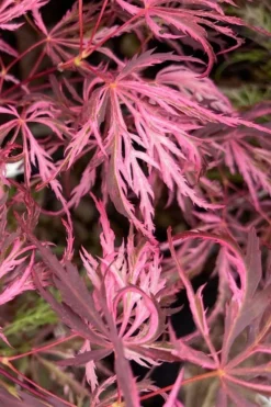 Pink Ballerina Japanese Maple - 1 Gallon Pot -Plant Promotion Store acer palmatum pink ballerina 3 1