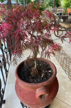 Pink Ballerina Japanese Maple - 1 Gallon Pot -Plant Promotion Store acer palmatum pink ballerina japanese maple 4 1