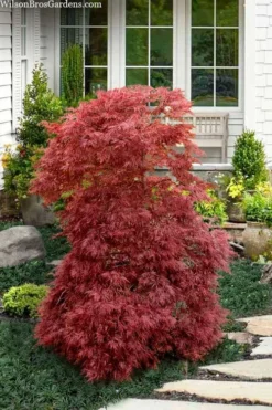 Red Filigree Lace Weeping Japanese Maple - 2 Gallon Pot -Plant Promotion Store acer palmatum red filigree japanese maple 10 1