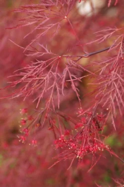 Red Filigree Lace Weeping Japanese Maple - 2 Gallon Pot -Plant Promotion Store acer palmatum red filigree japanese maple 4