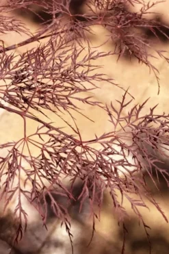 Red Filigree Lace Weeping Japanese Maple - 2 Gallon Pot -Plant Promotion Store acer palmatum red filigree japanese maple 5