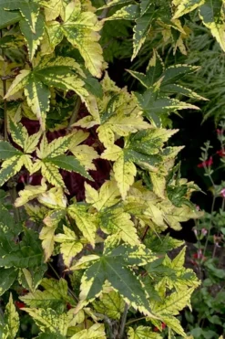 Sagara Nishiki Japanese Maple - 3 Gallon Pot -Plant Promotion Store acer palmatum sagara nishiki japanese maple 7